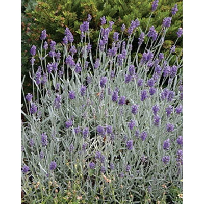 Lavandula x chaytorae 'Richard Gray' - Sötét liláskék hibrid levendula
