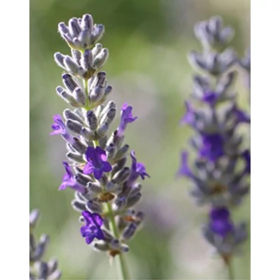 Lavandula x chaytorae 'Sawyers' - Sötét liláskék hibrid levendula