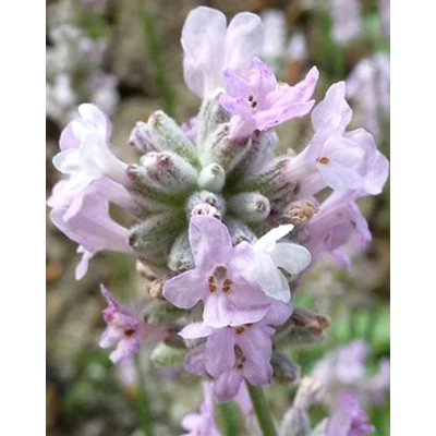 Lavandula angustifolia 'Coconut Ice' - Angol levendula, keskenylevelű levendula, orvosi levendula, közönséges levendula