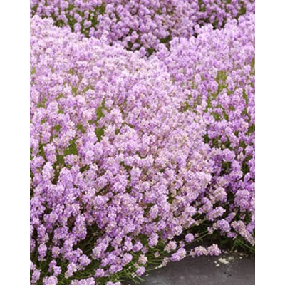 Lavandula angustifolia 'Ellagance Pink' – Angol levendula, keskenylevelű levendula, orvosi levendula, közönséges levendula