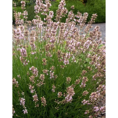Lavandula angustifolia 'Rosea' – Angol vagy közönséges levendula (rózsaszín virágú)