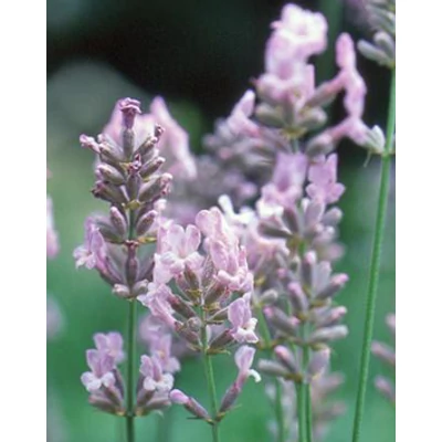 Lavandula angustifolia 'Loddon Pink' – Halvány rózsaszín közönséges levendula