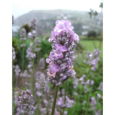 Lavandula angustifolia 'Miss Katherine' - Rózsaszín  közönséges levendula