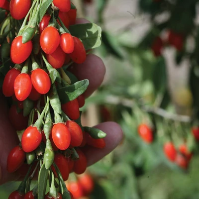 Lycium barbarum 'Big Lifeberry' - Big Lifeberry goji-bogyó