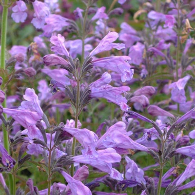 Nepeta sibirica 'Souvenir d'André Chaudron' - Mongol macskamenta