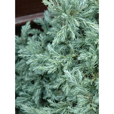 Chamaecyparis pisifera 'Baby Blue' – Kék szavára hamisciprus