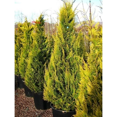 Chamaecyparis lawsoniana 'Stardust' - Arany oregoni hamisciprus