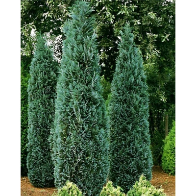 Chamaecyparis lawsoniana 'Columnaris' (syn.: 'Columnaris Glauca') - Oszlopos, kék oregoni hamisciprus