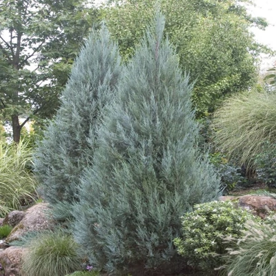 Chamaecyparis lawsoniana 'Ellwoodii Glauca' – Oregoni hamisciprus