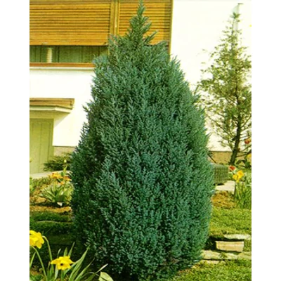Chamaecyparis lawsoniana 'Ellwoodii' -  Ezüstös oszlopos oregoni hamisciprus