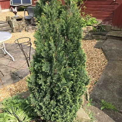 Chamaecyparis lawsoniana 'Ellwood's Empire' – Oregoni hamisciprus
