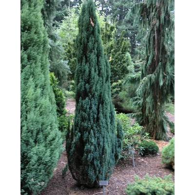 Chamaecyparis lawsoniana 'Ellwood's Pillar' – Oregoni hamisciprus