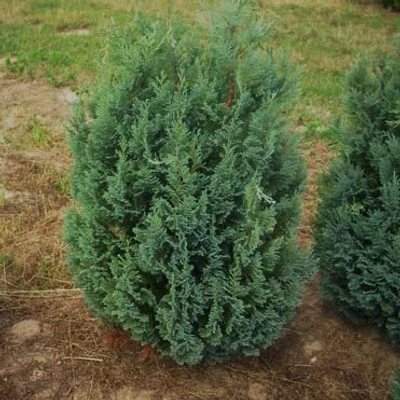 Chamaecyparis lawsoniana 'Fletcheri' - Hamisciprus