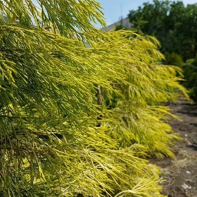 Chamaecyparis lawsoniana 'Karaca Gold' – Arany oregoni hamisciprus