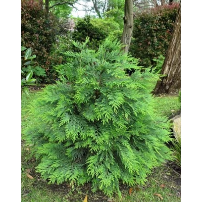Chamaecyparis lawsoniana 'Nidiformis' – Oregoni hamisciprus