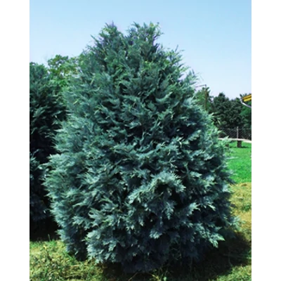 Chamaecyparis lawsoniana 'Pembury Blue' – Ezüst-kék oregoni hamisciprus