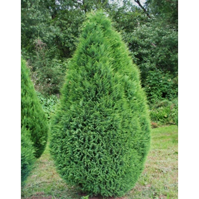 Chamaecyparis lawsoniana 'Pottenii' – Kúpos oregoni hamisciprus 