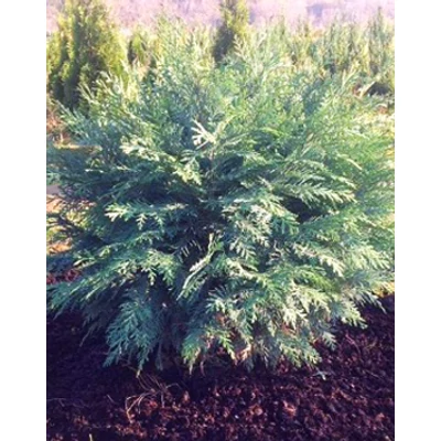 Chamaecyparis lawsoniana 'Silver Globus' - Kék gömb oregoni hamisciprus
