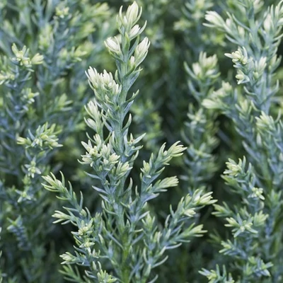 Chamaecyparis lawsoniana 'Snow White' – Hamisciprus