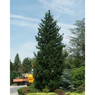 Chamaecyparis lawsoniana 'Wisselii' – Oregoni hamisciprus