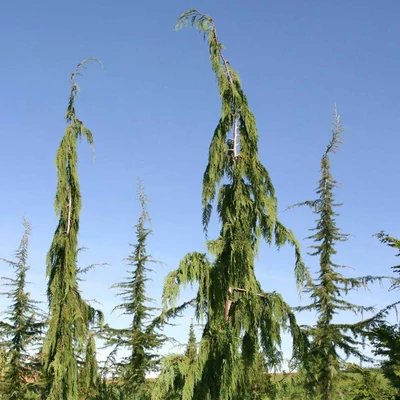 Chamaecyparis nootkatensis 'Jubilee' – Nutka hamisciprus