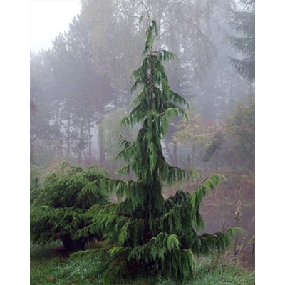 Chamaecyparis nootkatensis 'Klippert' – Nutka hamisciprus