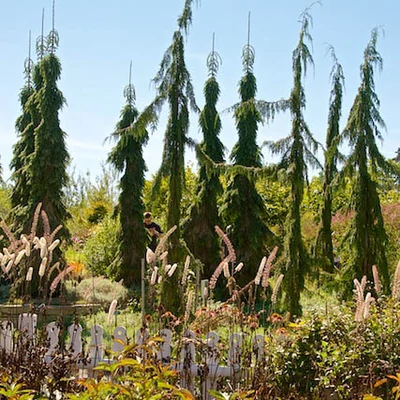 Chamaecyparis nootkatensis 'Strict Weeping' – Nutka hamisciprus