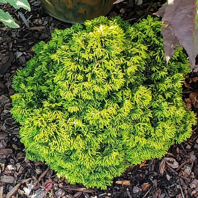 Chamaecyparis obtusa 'Butterball' – Hinoki hamisciprus