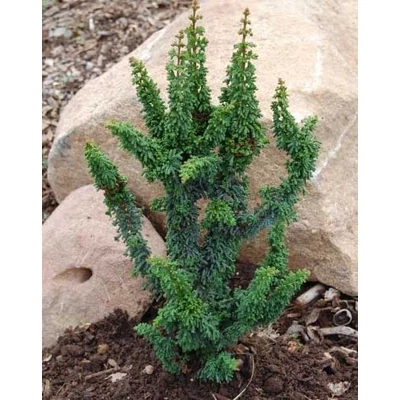 Chamaecyparis obtusa 'Chirimen' – Hinoki álciprus, törpe japán hamisciprus