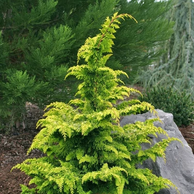 Chamaecyparis obtusa 'Fernspray Gold' – Hinoki hamisciprus