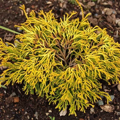 Chamaecyparis obtusa 'Gitte' – Hinoki álciprus, japán hamisciprus