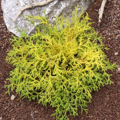 Chamaecyparis obtusa 'Kamarachiba' – Hinoki hamisciprus