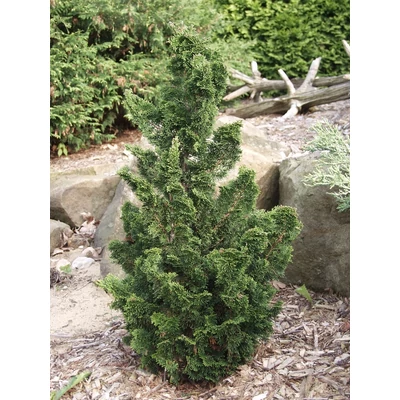 Chamaecyparis obtusa 'Rigid Dwarf' – Hinoki hamisciprus