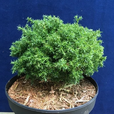 Chamaecyparis pisifera 'Cumulusi' – Szavára hamisciprus