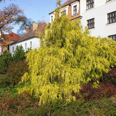 Chamaecyparis pisifera 'Filifera Aurea' – Szavára álciprus