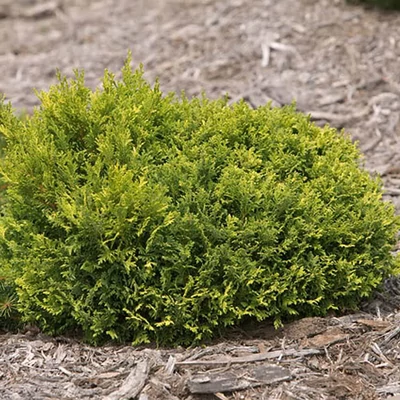 Chamaecyparis pisifera 'Golden Pin Cushion' – Szavára hamisciprus