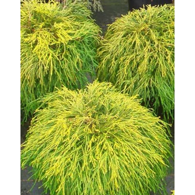 Chamaecyparis pisifera 'Sungold' – Aranyszínű, szavára hamisciprus
