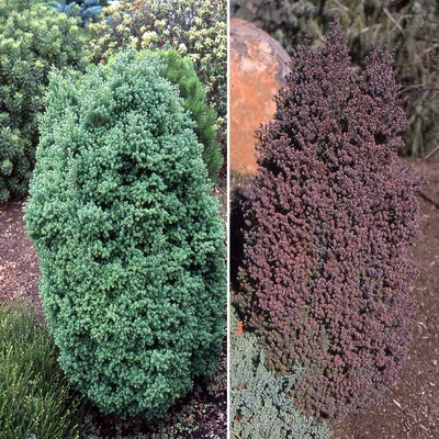 Chamaecyparis thyoides 'Rubicon' ('Red Star') - Törpe mocsári hamisciprus