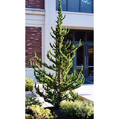 Chamaecyparis lawsoniana 'Wissel's Saguaro' – Hamisciprus