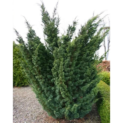 Juniperus chinensis 'Blauw' – Kínai boróka