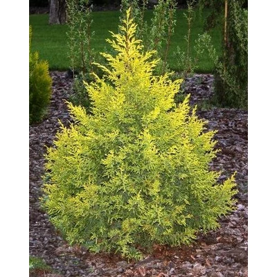 Juniperus chinensis 'Gold Rush' – Kínai boróka