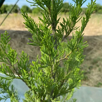 Juniperus chinensis 'Misi' – Kínai boróka