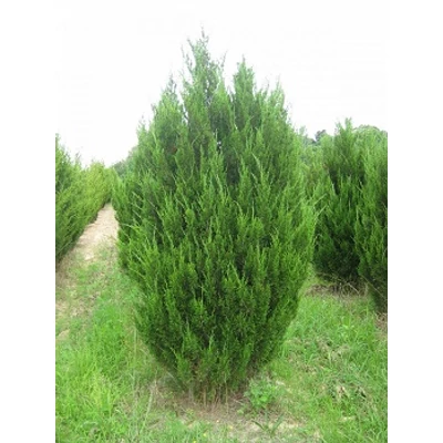 Juniperus chinensis 'Spartan' - Kínai boróka