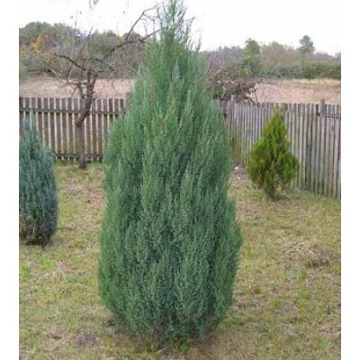 Juniperus chinensis 'Stricta' - Kínai boróka