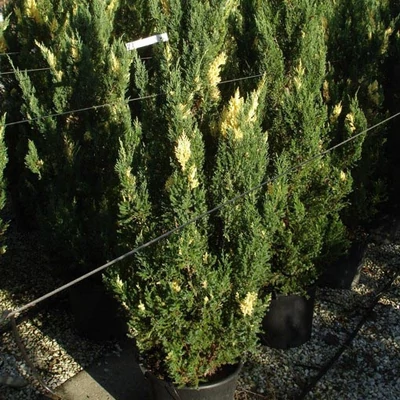 Juniperus chinensis 'Stricta Variegata' – Kínai boróka