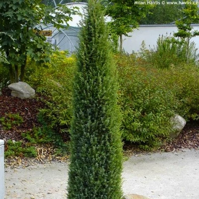 Juniperus communis 'Arnold' – Közönséges boróka