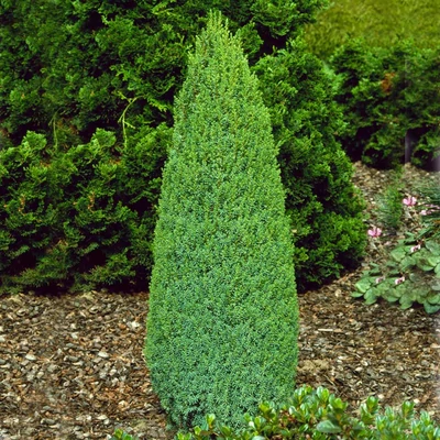Juniperus communis 'Compressa' – Közönséges boróka