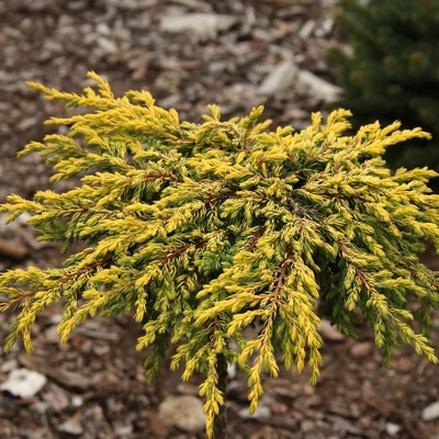 Juniperus communis 'Goldschatz' – Aranysárga terülő boróka
