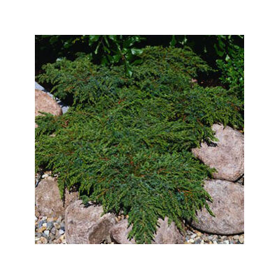 Juniperus communis 'Green Carpet' – Terülő közönséges boróka