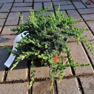 Juniperus communis 'Greenmantle' – Közönséges boróka